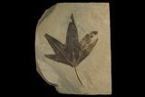 Eocene Fossil Sycamore (Platanus) Leaf - Utah #174929-1